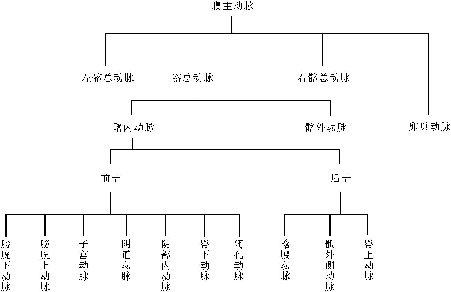 卵巢動(dòng)脈